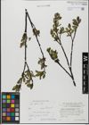 Foto von Salix glabra Scop.